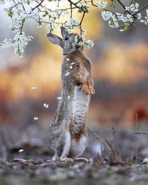 blossom.jpg