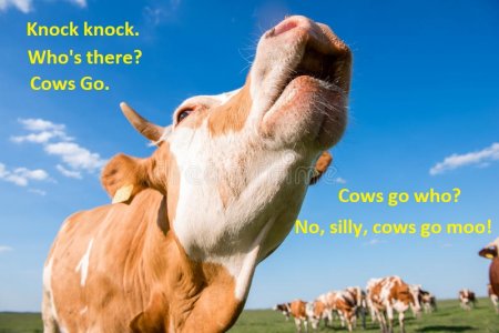 cow-mooing-front-camera-group-cows-background-low-angle-shot-selective-focus-55853912.jpg