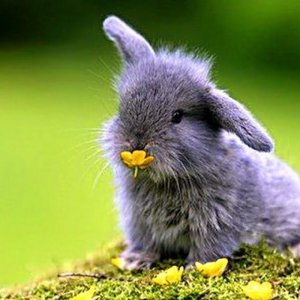 most-funny-and-cute-baby-bunnies-compilation-2017-youtube-800x800-1745456991.jpg