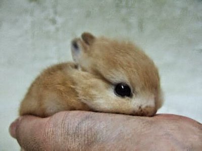Baby-Rabbit-668525813.jpg