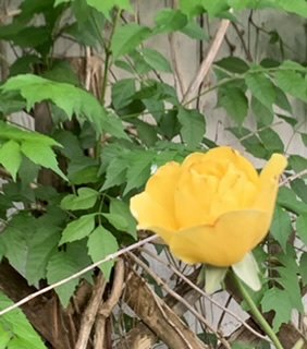 F0B32985-73F4-451B-A3D9-934CF34FA049.jpeg