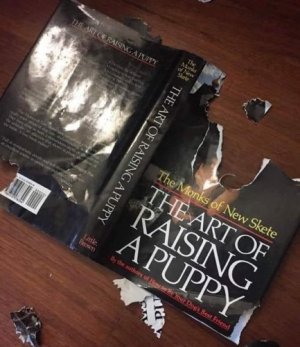 puppy-art968798709887088708902[1].jpg