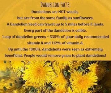 dandelion.jpg