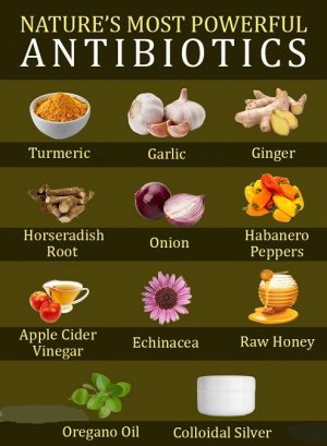 natural antibiotics.jpg