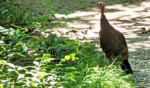 turkeys in Ohio park rescaled smaller.jpg