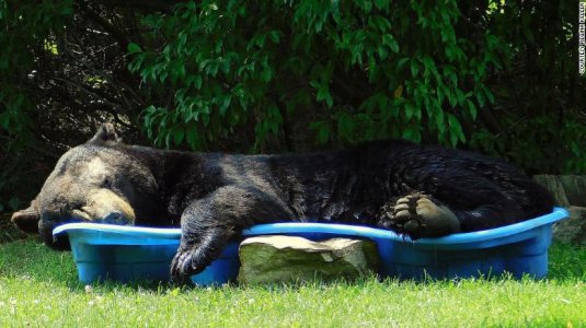 virginia-black-bear-exlarge.jpg
