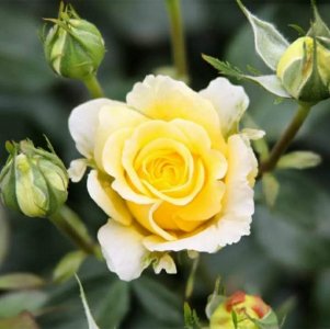 yellow rose 4 fb.jpg