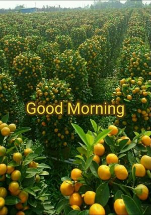 Fresh Good Morning - DesiComments_com.jpeg
