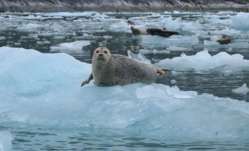 2 Seals on ice.jpg