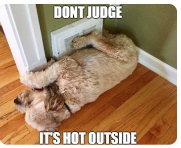 dog hot.jpg