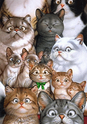 Cats Blink.gif Cats Blink.gif