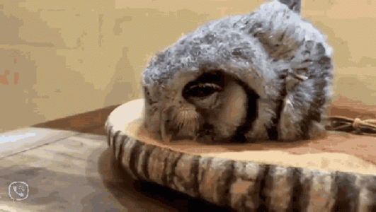 owl-goodnight-sleeping-sleepingowl.gif