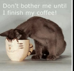 coffee cat.jpg