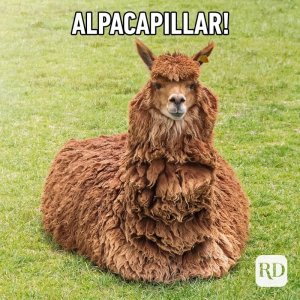 05_Alpacapillar-FINAL.jpg