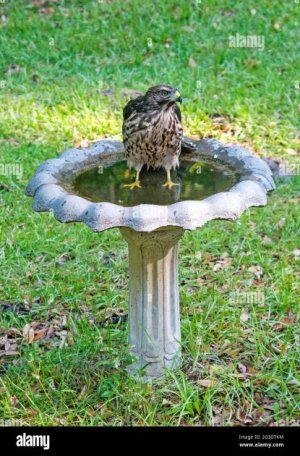 a-red-shouldered-hawk-.jpg