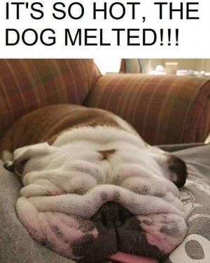 dog.jpg