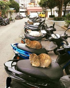 motorcycles.jpg
