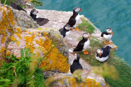 puffin.jpg
