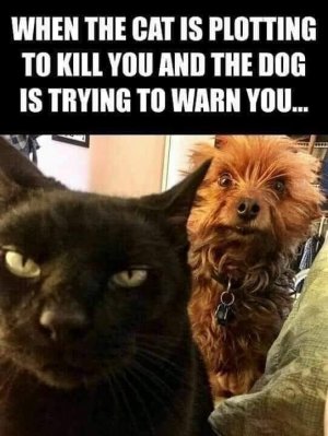 cat-kill.jpg