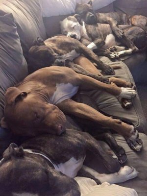 doggiesonacouch.jpg
