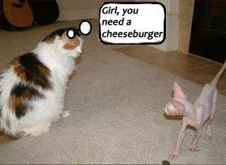 Cattitude Joke.jpg