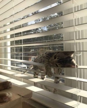 caturday blinds.jpg