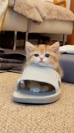 95fea162a5113ae04ae88868072aa050fe0e9c94.gif
