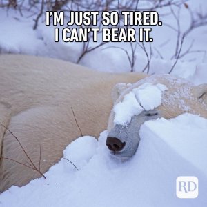 animalmemes-4.jpg