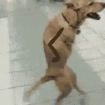 dog-walking.gif