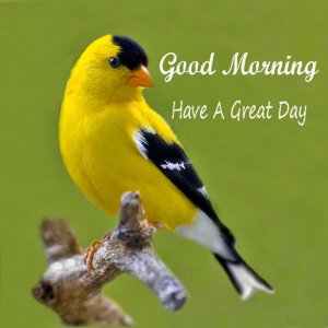 Good-Morning-Have-A-Great-Day-Birds-Images-623x623.jpg