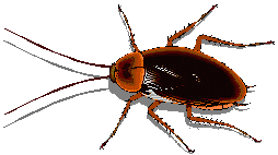 animated-cockroach-image-0010.gif