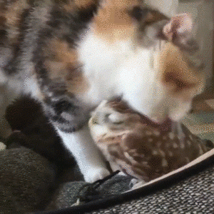 cat-loves-his-friend-owl (1).gif