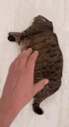 chonky-cat-chonk.gif