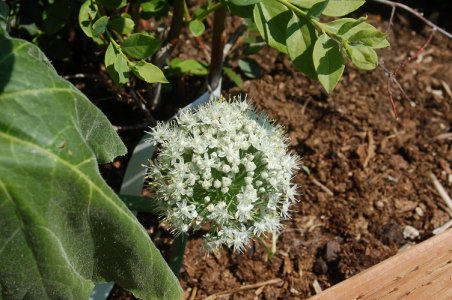 onion blossom.jpg