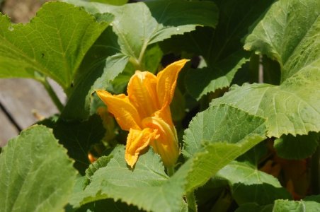 DSC_0551.jpg