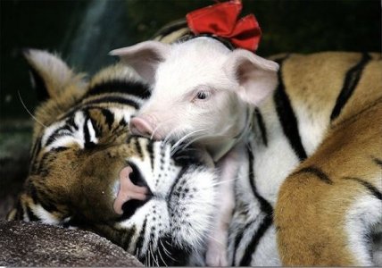 __opt__aboutcom__coeus__resources__content_migration__treehugger__images__2011__10__tiger-and-...jpg