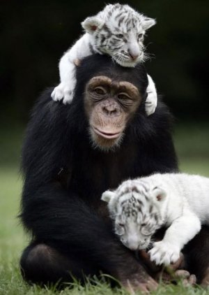 unusual-animal-friendship-78.jpg