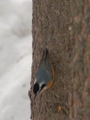 nuthatch.jpg