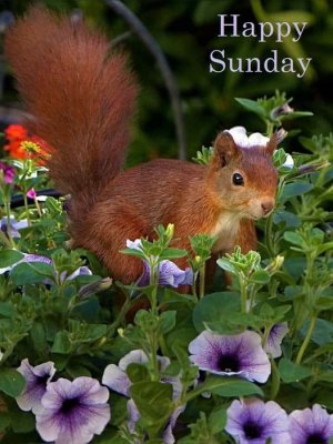 little squirrel.jpg