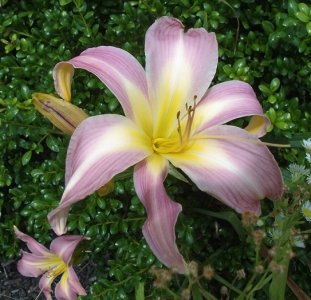 lily2.jpg