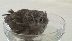 adorable_baby_owl_takes_a_bath_02.gif