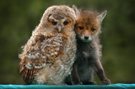 4_CATERS_ANIMAL_FRIENDS_14.jpg