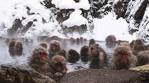 japanese macaque monkeys in hot spring.jpg