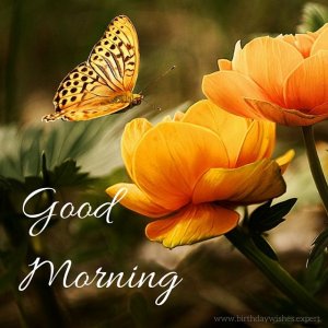 00fbaf83cb4d9b652161f2147d516920--morning-memes-morning-morning.jpg