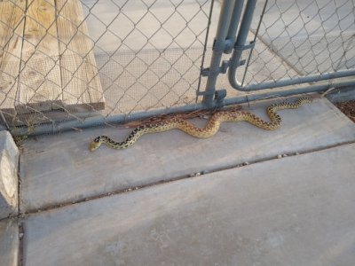 snake.jpg