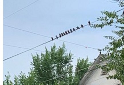 doves.jpg4.jpg