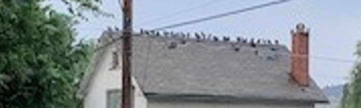 doves.jpg2.jpg
