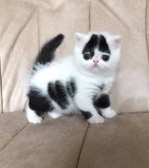 cutest.jpg