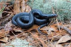 Image result for largest snake in the u.s.