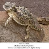 Horned Toad.jpg